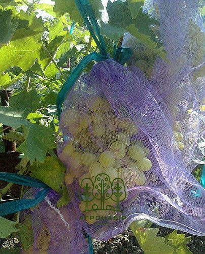 Сітка (мішечки) для захисту винограду 5 кг 28*40 см, 50 шт, фіолетова 640684578 фото