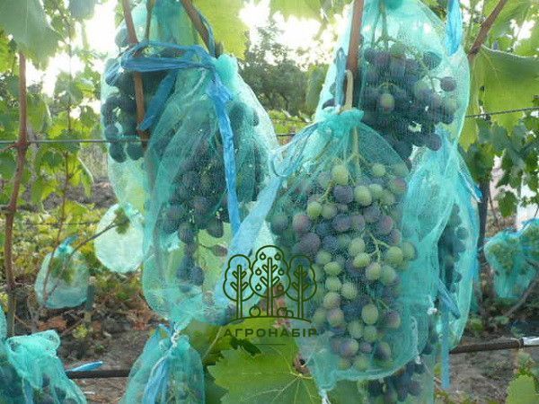 Сітка (мішечки) для захисту винограду 2 кг 22*33 см, 50 шт, зелена 640684573 фото