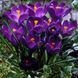 Крокус великоквітковий Flower Record 5 шт, Нідерланди 998778491 фото 1