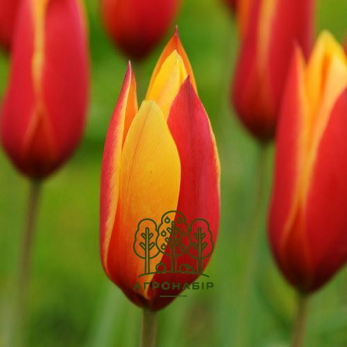 Тюльпан Ботанический Clusiana var Chrysantha 5 шт, Нидерланды 998778497 фото